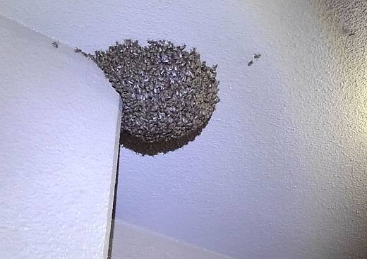 ミツバチ分蜂共用廊下